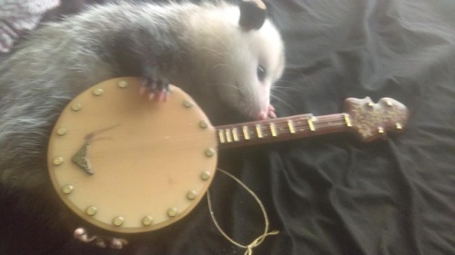 possumoftheday:Today’s Possum of the Day has been brought to you by: Folk music!(Submitted by lenina