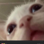 tigerwihte