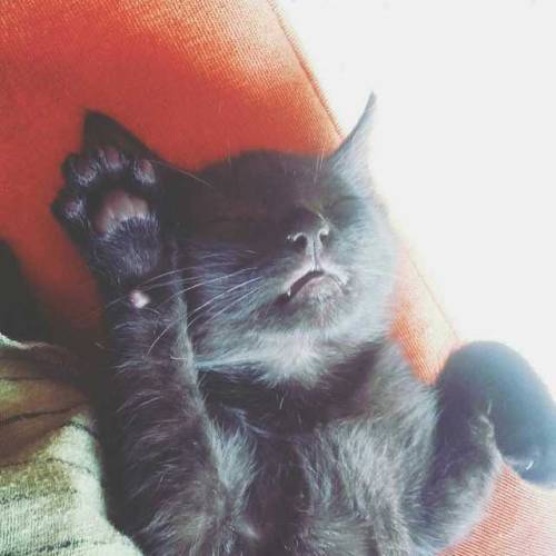 mostlycatsmostly:
Black beans de Pico de gato 🐱💜
(submitted by @haybebe) 
