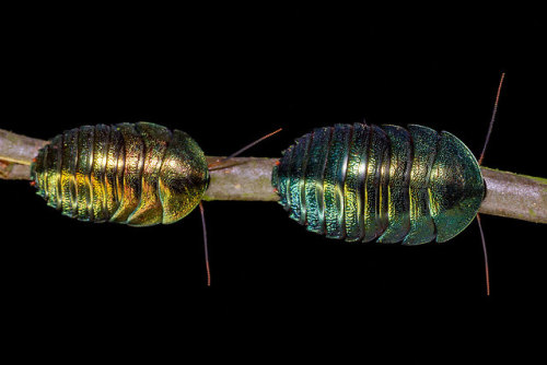 nanonaturalist: end0skeletal-undead: Emerald Roaches (Corydidarum magnifica) by Frupus ROACH LOVE on
