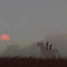 elioli-art:Started as abstract blobs 