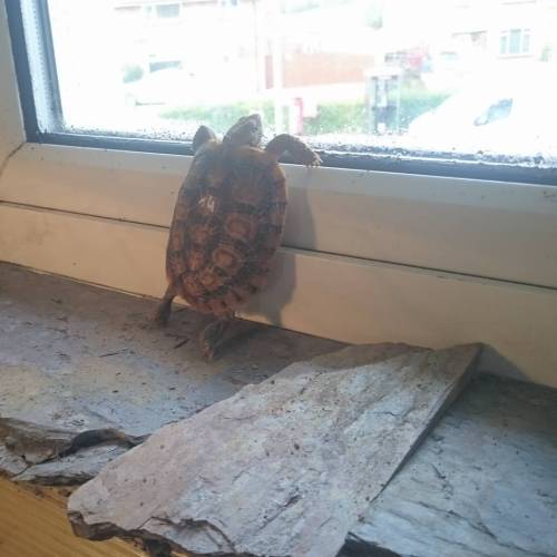 Little pancake looking out the window. #tortsofinstagram #tortoisesofinstagram #tortoise #pancaketor
