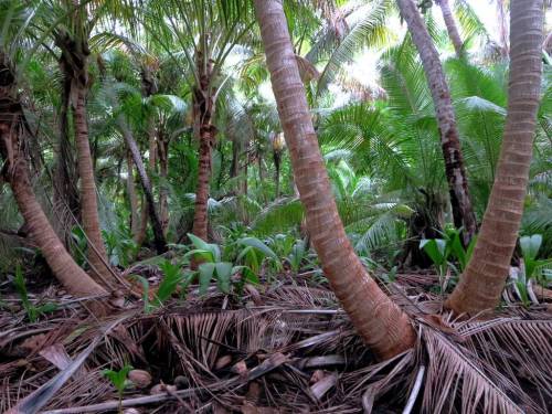 oceaniatropics:The interior of Direction Island, Cocos (Keeling) Islands, Australia, is thick with c
