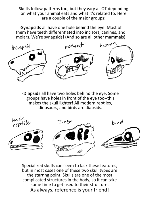 undertalethingems:Yup, here it is–my extremely basic tips for drawing skeletons of any sort! This is