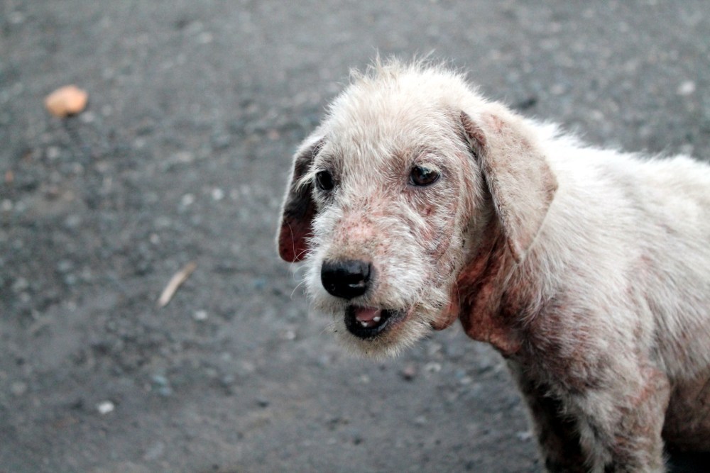 angelclark:  Curious Father Finds Out His Son Secretly Tends Starving Dogs http://noarmycanstopanidea.com/curious-father-finds-out-his-son-secretly-tends-starving-dogs/