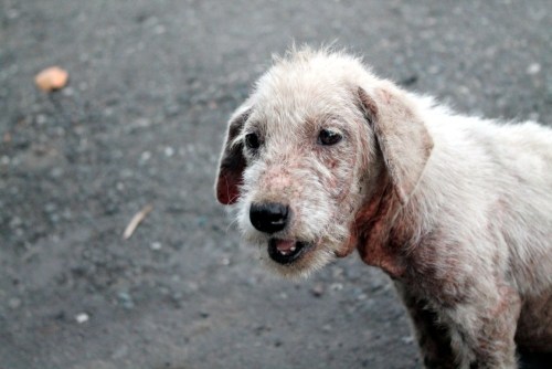 angelclark:  Curious Father Finds Out His Son Secretly Tends Starving Dogs http://noarmycanstopanidea.com/curious-father-finds-out-his-son-secretly-tends-starving-dogs/ A curious father was left stunned after discovering where his young son was going