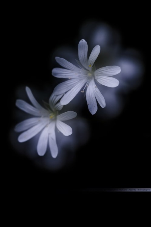 Twinkle, twinkle&hellip;, May 2014. (Stellaria holostea - double exposure) (Nikon D90 - 90mm f/2.8 D