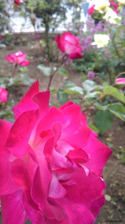 Roses, againΚουρκουλοί Ευβοίαςtaken at Kourkouli Euboea, GR © marmar. 2016