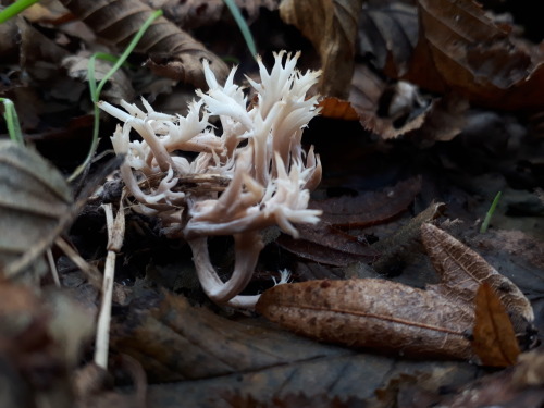 Epping Forest, London, November 2022Crested coral fungus (Clavulina coralloides)These beautiful litt