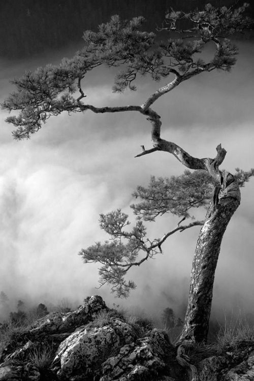 henk-heijmans:Another view of Pinus Silvestris, 2008 - by Tomasz Dziedzic, Polish