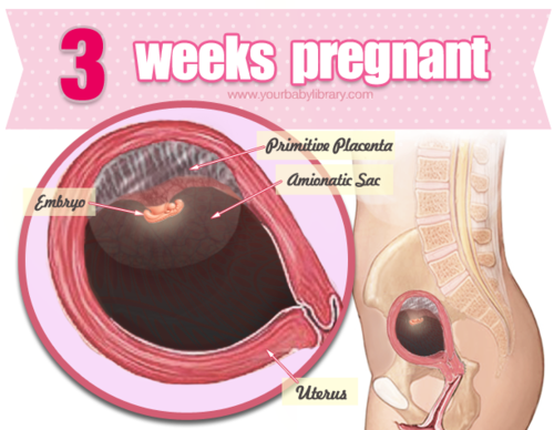 There’s a whole lotta science goin’ on when you’re 3 weeks pregnant! You may not realize it, but the