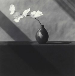 nobrashfestivity: Robert Mapplethorpe, White