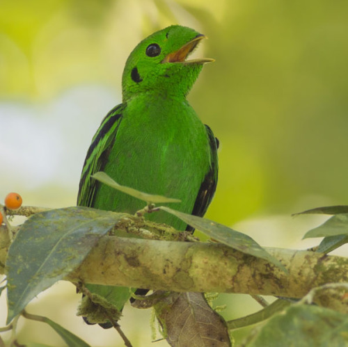 ambipom:end0skeletal:The green broadbill is a small bird in the broadbill family endemic to for