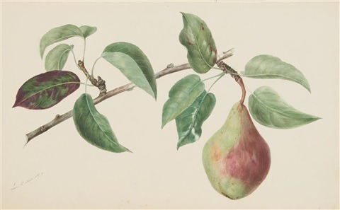 Laure Devéria (1813–1838)Une poire sur sa branche , 1837