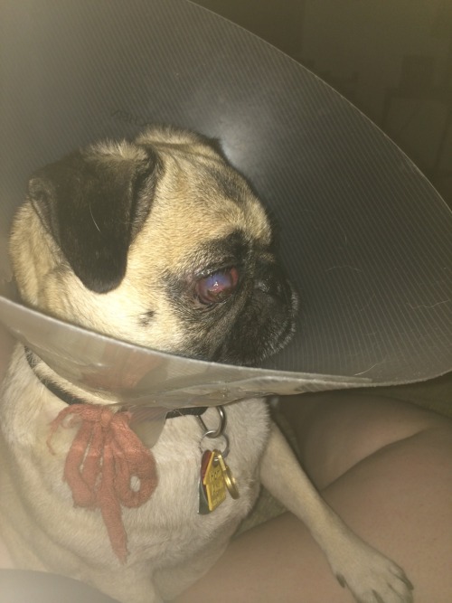 der-kleine-vampir:trashthot:three weeks ago another dog attacked my puppy georgie and her eye came c