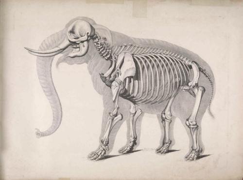 nevver:  Comparative osteology, Edouard Joseph d’Alton