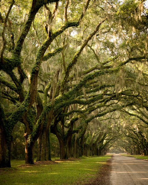 visitheworld:The oak avenue at Wormsloe Plantation near Savannah / USA (by Irina♥).