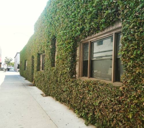 發現一面好牆！！#wall #vine #greenwall