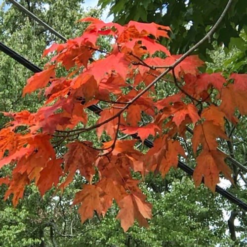 First Autumn Color, Fairfax City, 2017.Autumn color seems to be arriving early this year, perhaps a 