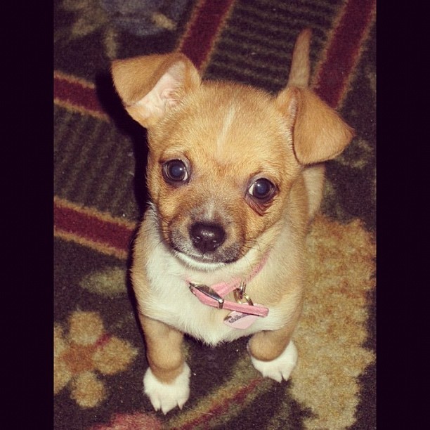 #tbt when my #dog was a #puppy #aww #adorable #cute #pet #instagram #instadaily #like