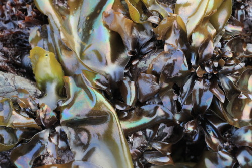 Mazzaella splendens &ndash; iridescent seaweed along the northern California coast