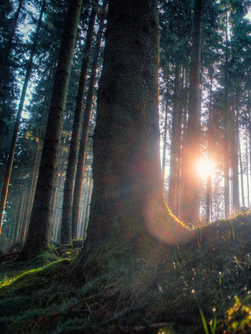 pixelcoder: First Light - German Woodlands - Mai 2k18 Prints  | Instagram