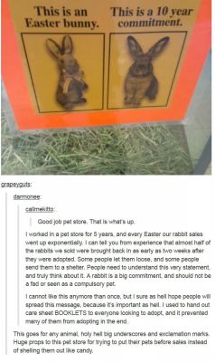 aurielssong:  goodbyeglamoroushallucination:  OH MY GOD FROM OME BUNNY OWNER/PET STORE EMPLOYEE TO THE NEXT, PLEASE PASS THIS AROUND!!!!!  Because that time is coming around again! Everyone please think before you buy a bunny! They are a lot of work and