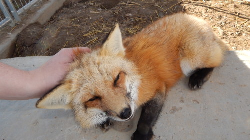 Four times the floof, four times the cuteness, my mom and I visited the sanctuary the other day and 