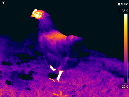 Thermal images reveal stress in chickensResearchers at the University of Glasgow are using heat came