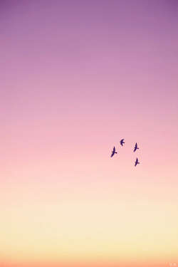 laughitout-v:  Birds in flight at sunset on Flickr. 