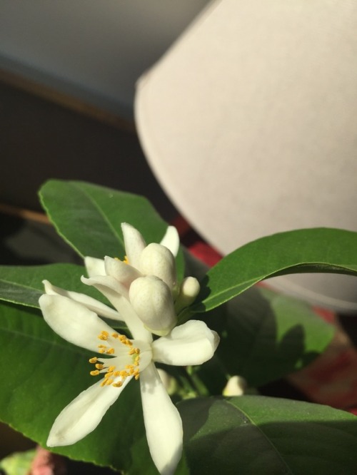 My little lemon tree has flowers! 