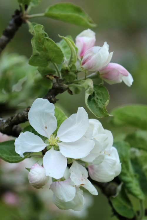 michaelnordeman:Apple blossoms.
