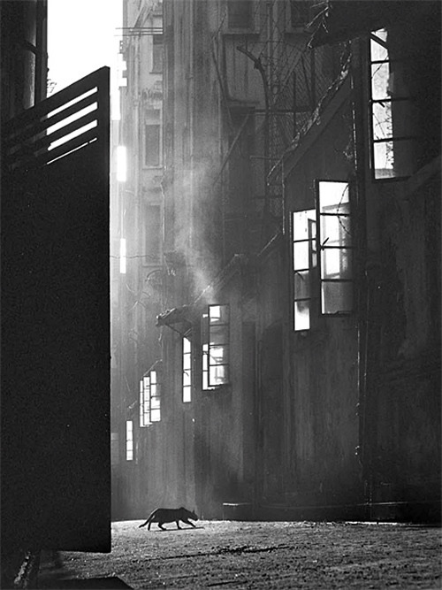 Fan Ho
Search, Hong Kong, 1950-60s.
From The Hong Kong Yesterday