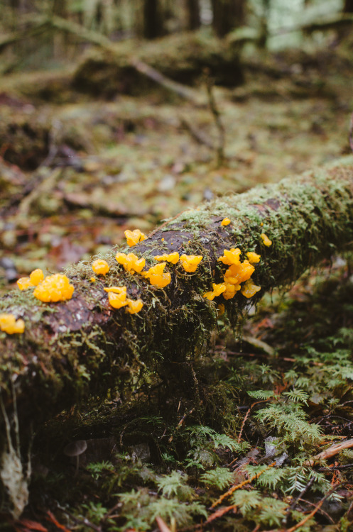 Witches butter fungus