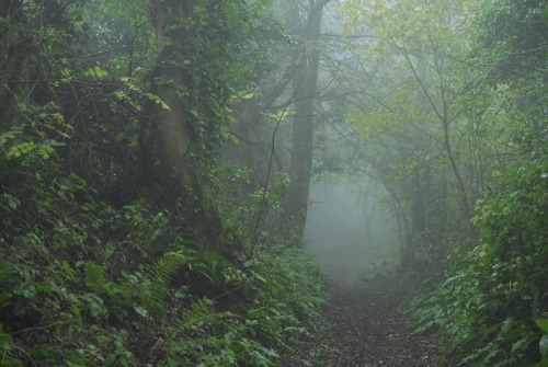 buron: Grove Mist (x) ©sydburon - November ‘15