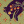 aspenceart:pounce!available as a print