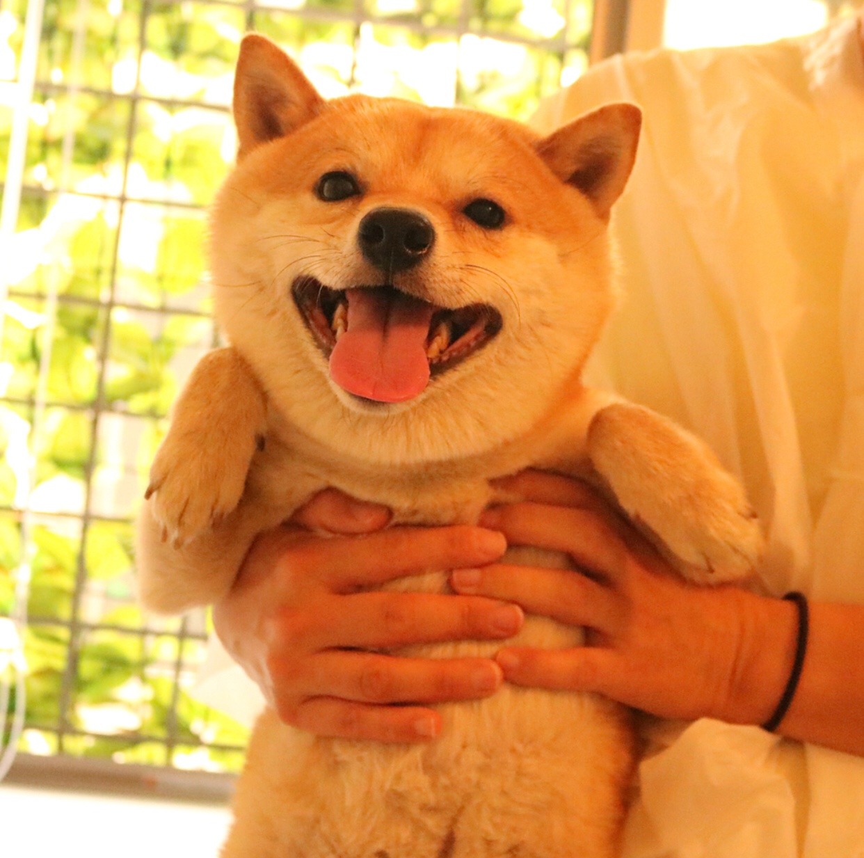 mustardtigress:chiyo bath time
