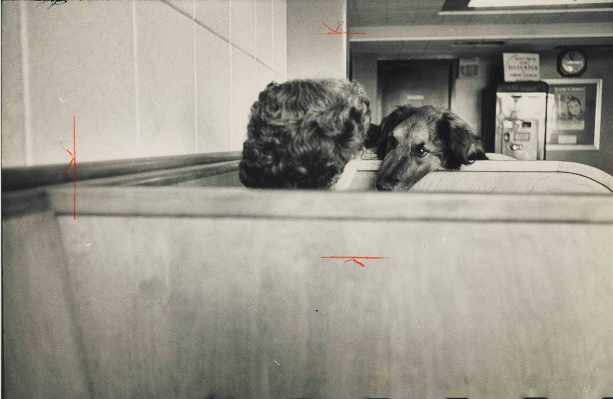 Dog and man, New York City, 1953. Elliott Erwitt. Gelatin silver print with photographer’s crop marks.