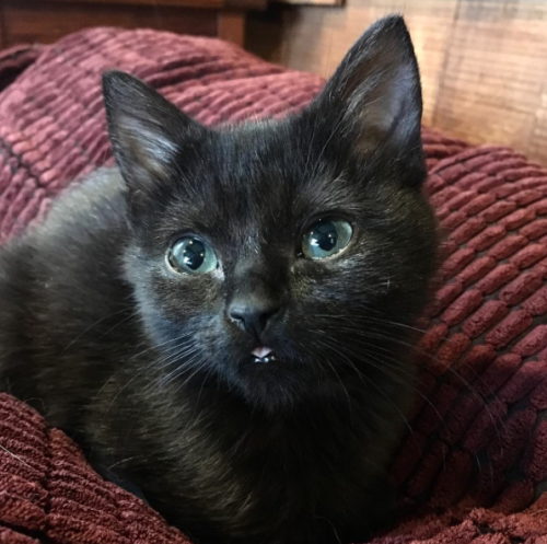 kdotjay-draws-and-reblogs: sindri42: High quality content. black cats giving me high quality bleps i