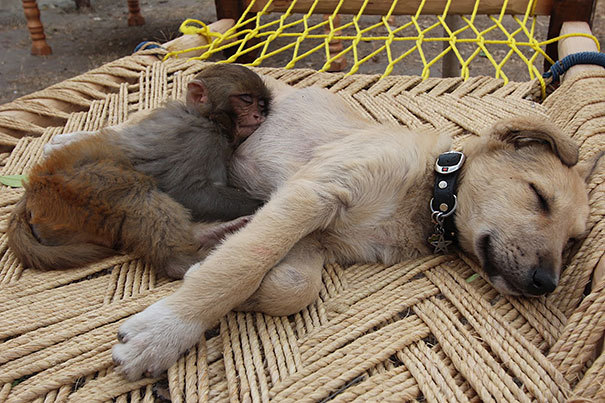 tastefullyoffensive:  Animals Using Other Animals as Pillows [boredpanda]Previously: