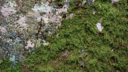 A Mossy Boulder.