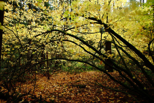 Breezy Watershed Park by Bob Zheng