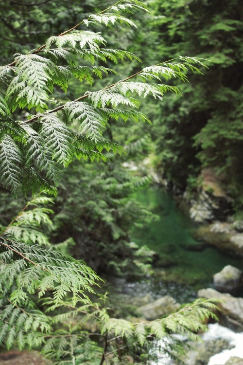 matchbox-mouse: Walking down the river, Lynn Canyon.