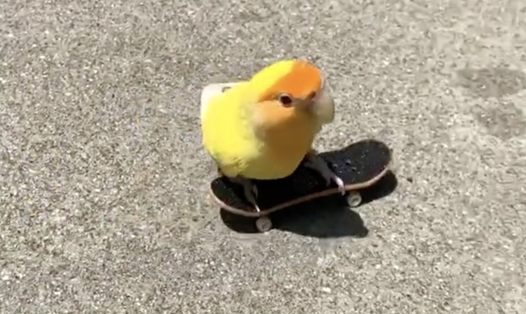 A Tiny Yellow Bird Learns How to Skateboard Like a Pro