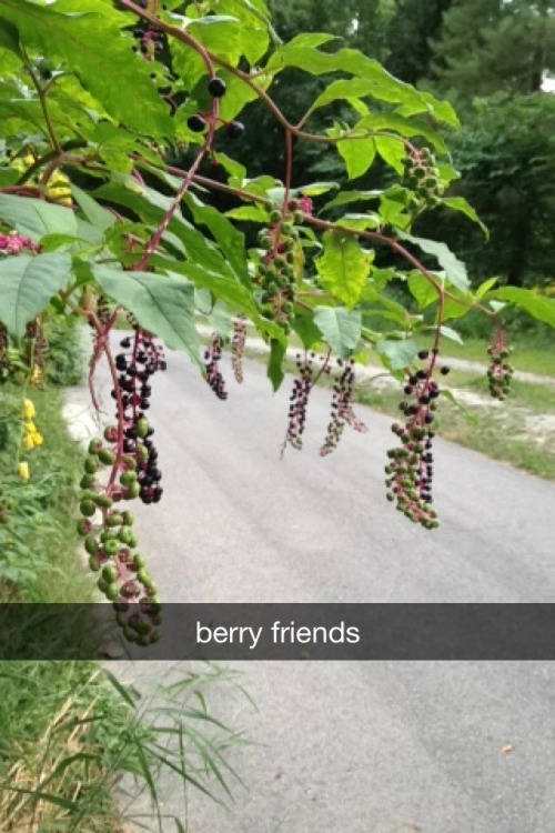 janksy: a series of snapchats that i sent to lauren on my walk in the nature park