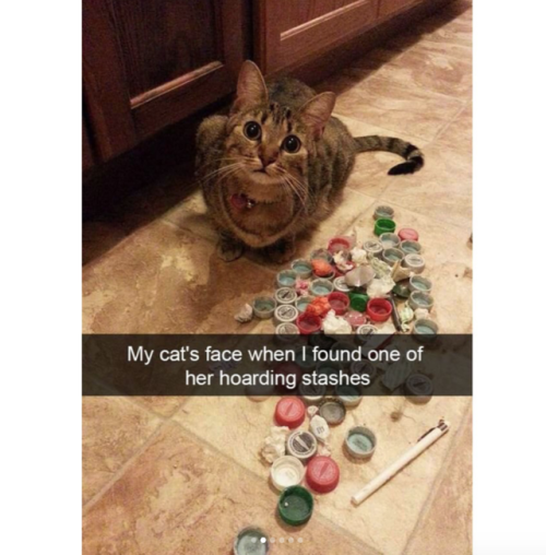 justcatposts:  Cute cat snapchats adult photos