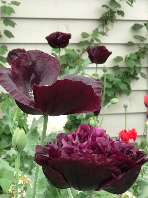 jillraggett:Plant of the Day Tuesday 5 June 2018 The Papaver somniferum (opium poppy) were creating 