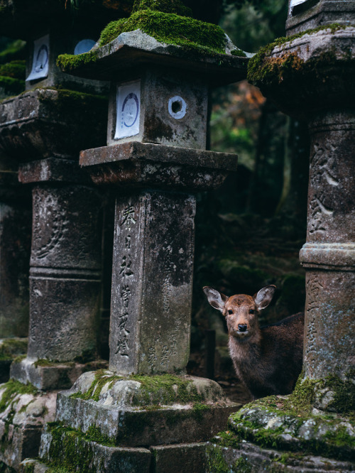 wanderlustjapan:  Look this way by  dariru2107 porn pictures