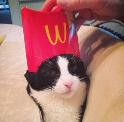 ibrokemyheart:  j-is-for-jamvert:  This cat looks like foxybaggins  that cat has just become royalty, show some respect.  I&rsquo;m showing that cat the utmost respect, foxybaggins is royalty! She&rsquo;s a fucking princess!