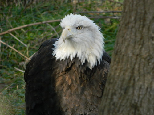 Another demonstration of the previously mentioned fierce predator/derpy bird phenomenon.These are a few photos of one of